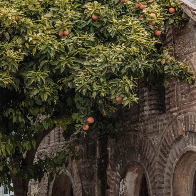 orange_tree